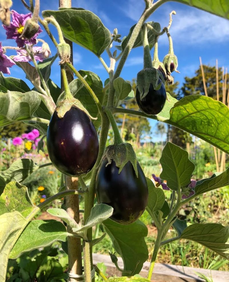Eggplant with Thyme and Tarragon