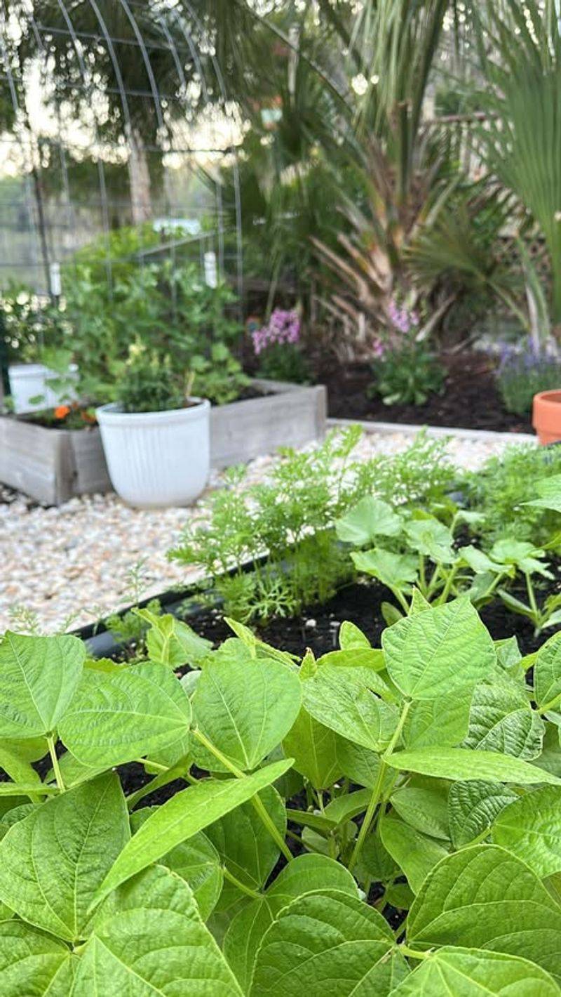 Medicinal Herbs Become Backyard Staples