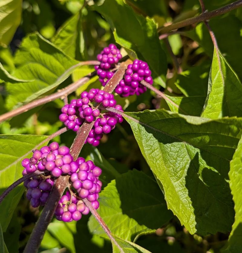 American Beautyberry