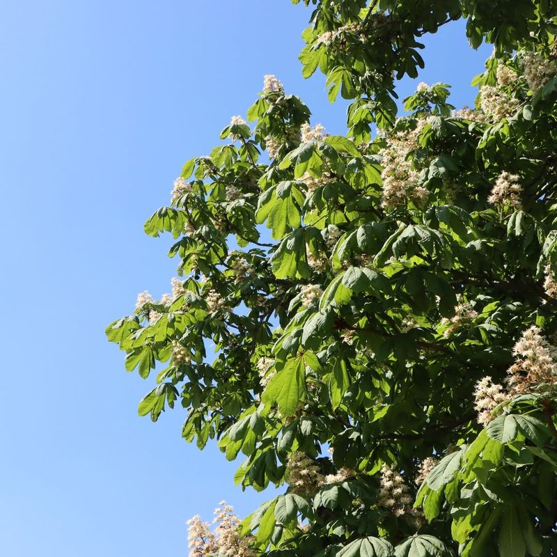 Horse Chestnut