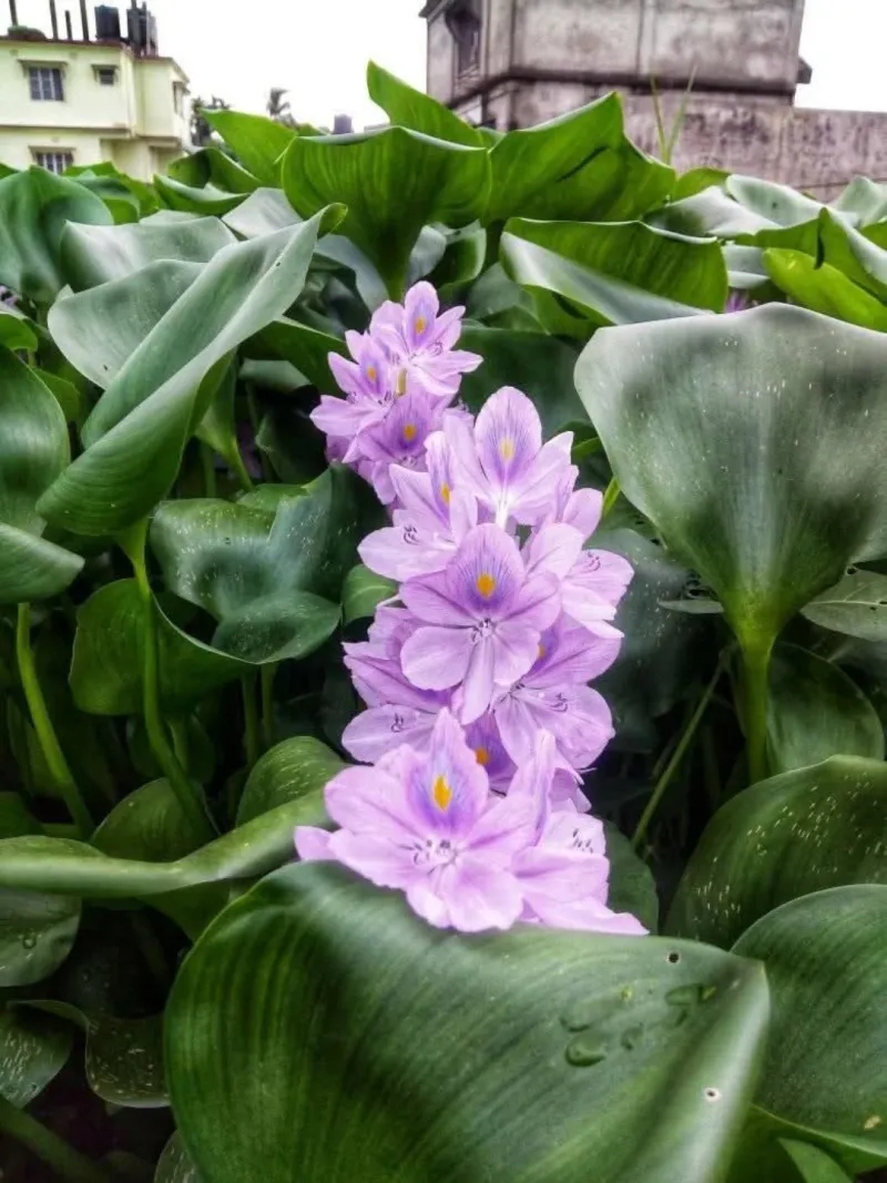 Water Hyacinth (Eichhornia Crassipes)