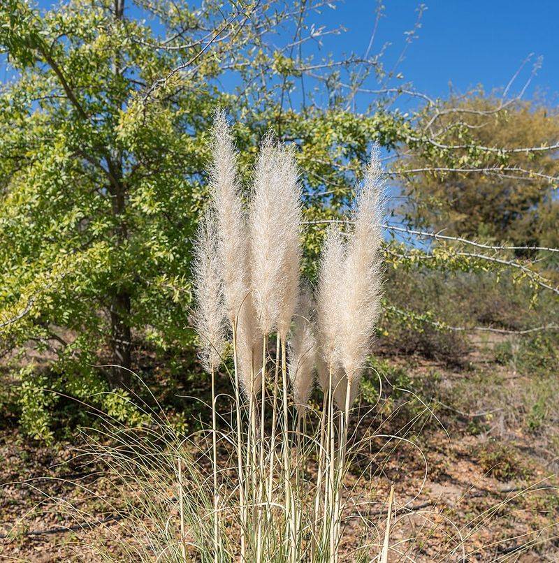 Pampas Grass