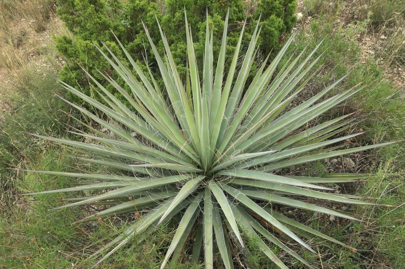 Yucca