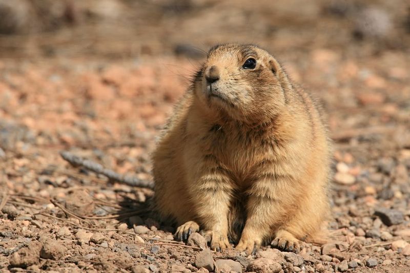 Utah Prairie Dog