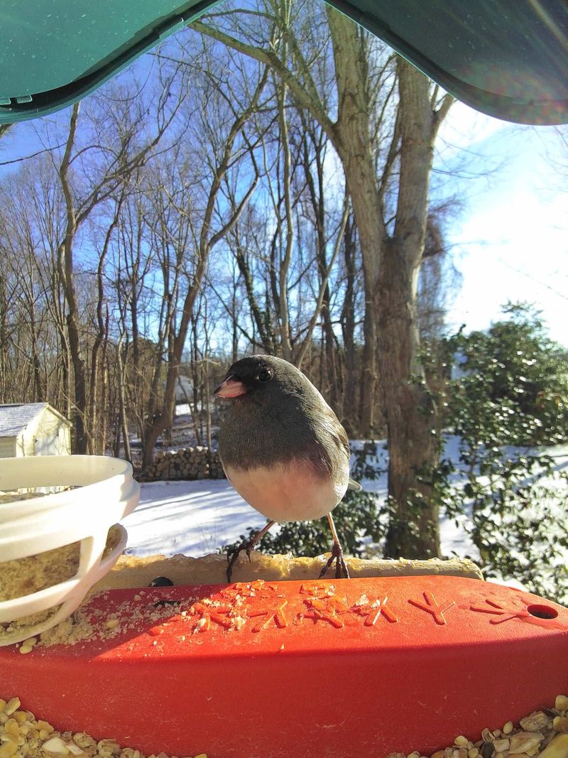 Abundant Food Sources At Bird Feeders Attract Large Flocks