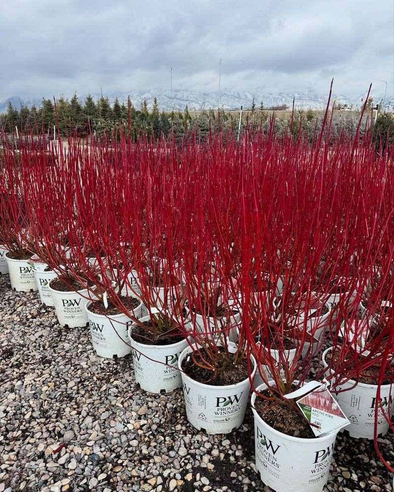 Arctic Fire Dogwood