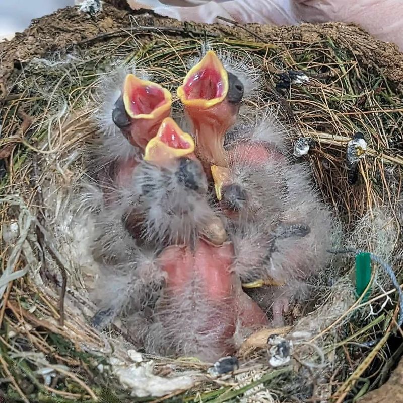 Nestlings And Eggs Of Migratory Birds
