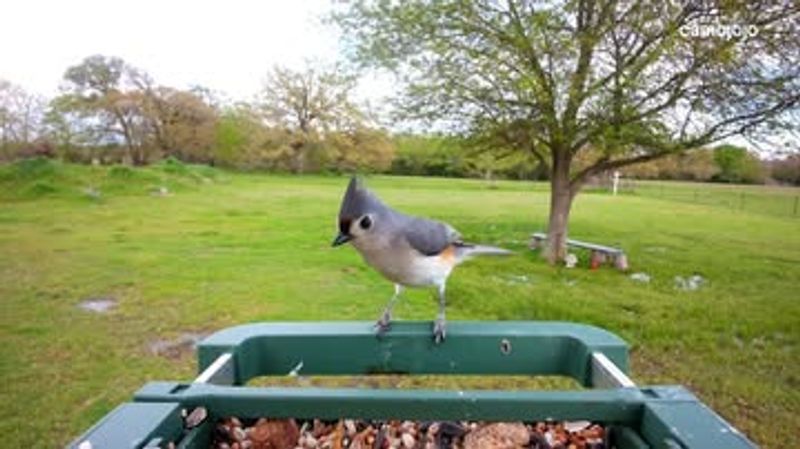 Increased Backyard Bird Feeding During Holidays