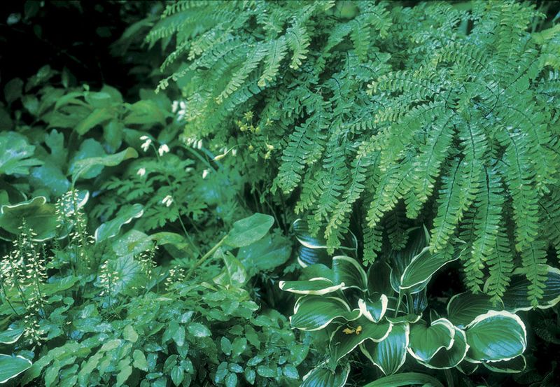 Acidic Soil Composition Matches Fern Preferences Perfectly