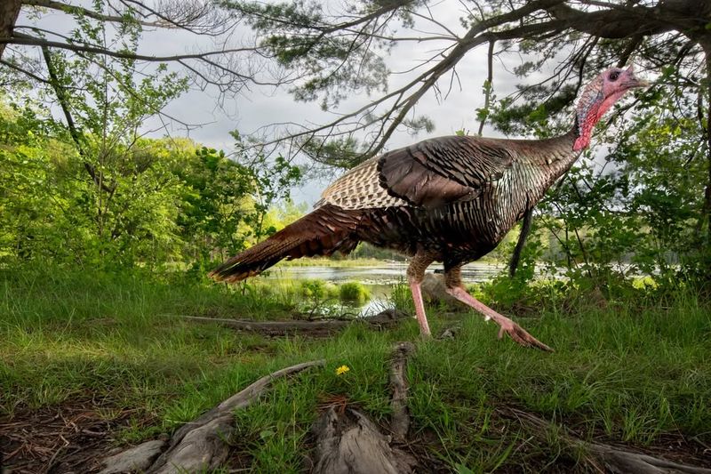 Lawns And Gardens Mimic Natural Foraging Spaces