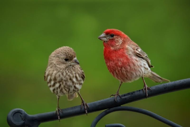 Abundant Backyard Bird Feeders