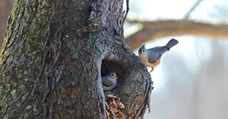 Expanding Population And Breeding Success