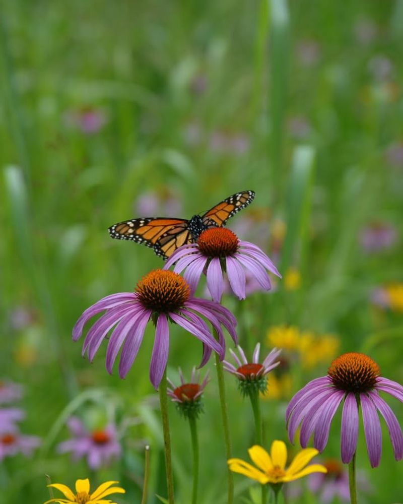 Coneflower (Echinacea)