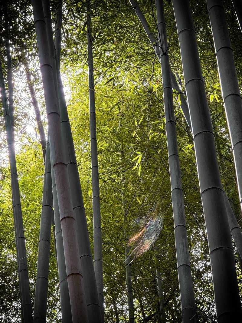 Bamboo