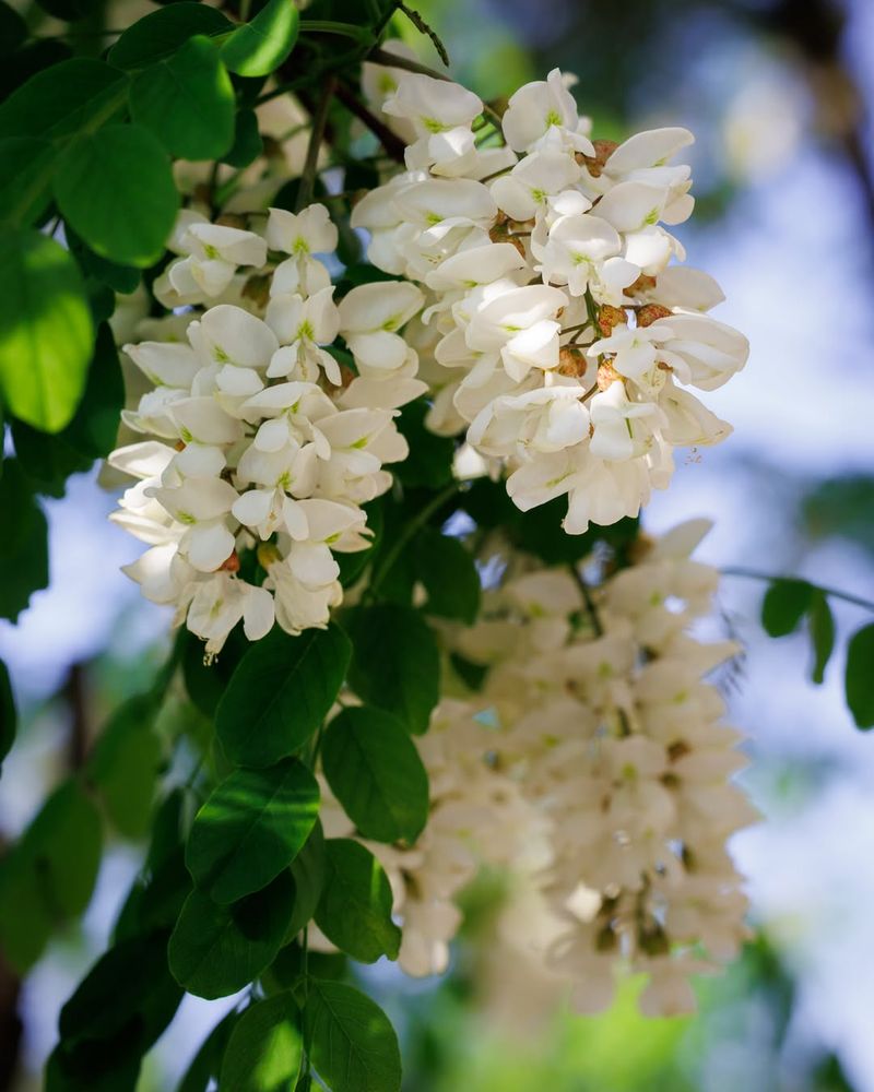 Black Locust (Robinia Pseudoacacia)