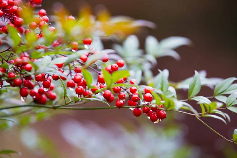 Nandina / Heavenly Bamboo (Nandina Domestica)