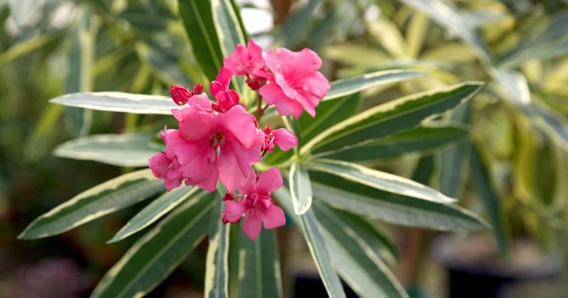 Oleander Tree Form (Nerium Oleander)