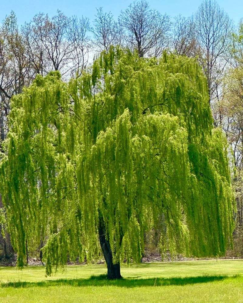Willow Tree