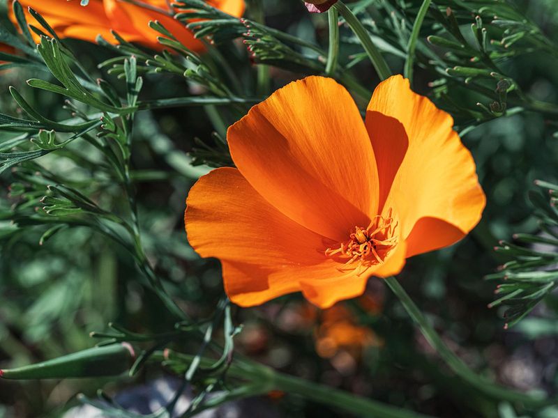California Poppy (Leaves And Seeds Only – Eschscholzia Californica)