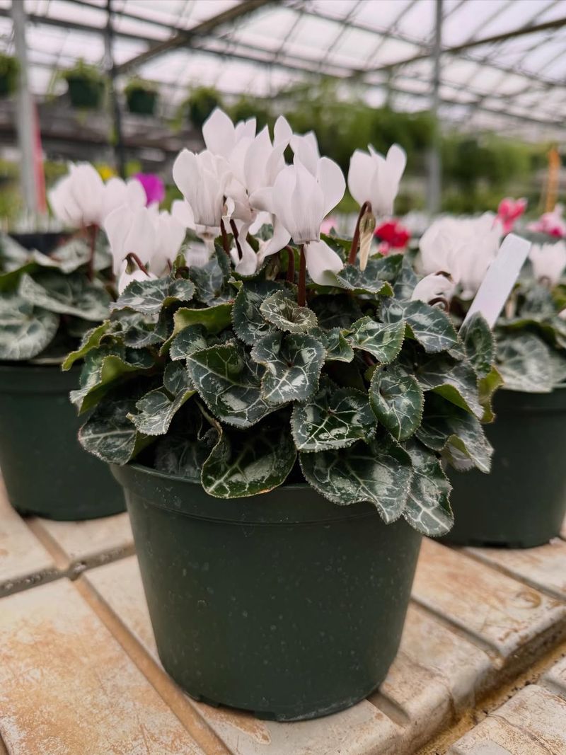 Light Pest Activity Causing Silvery Stippling On Foliage