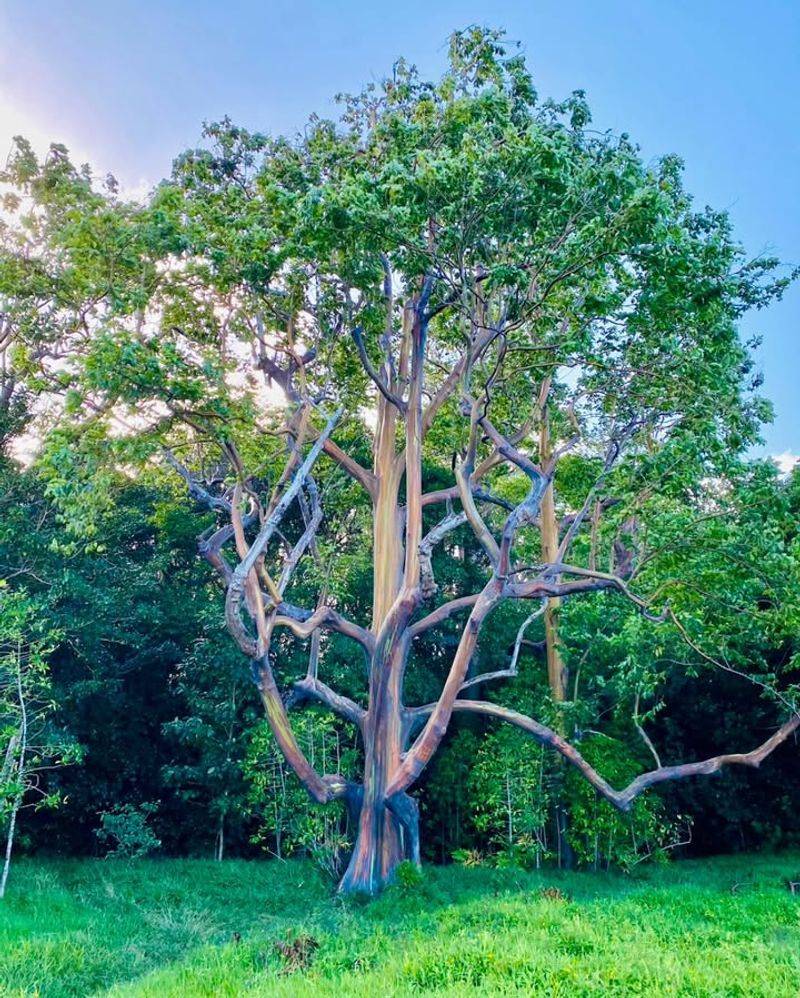 Successful Growth In Botanical Gardens And Arboretums