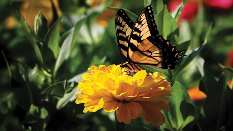 Pollinator Support Happens Automatically