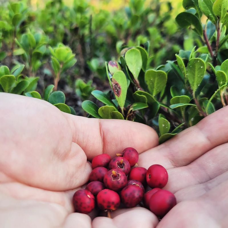 Kinnikinnick Has Deep Cultural Significance For Indigenous Communities In Oregon