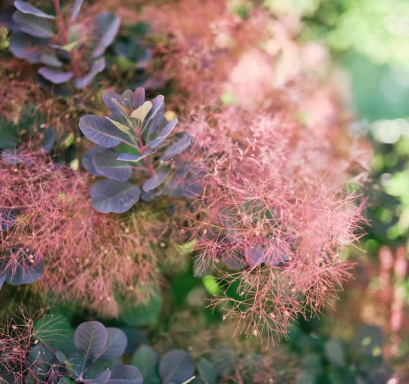 They Provide Valuable Habitat And Food Sources For Desert Wildlife