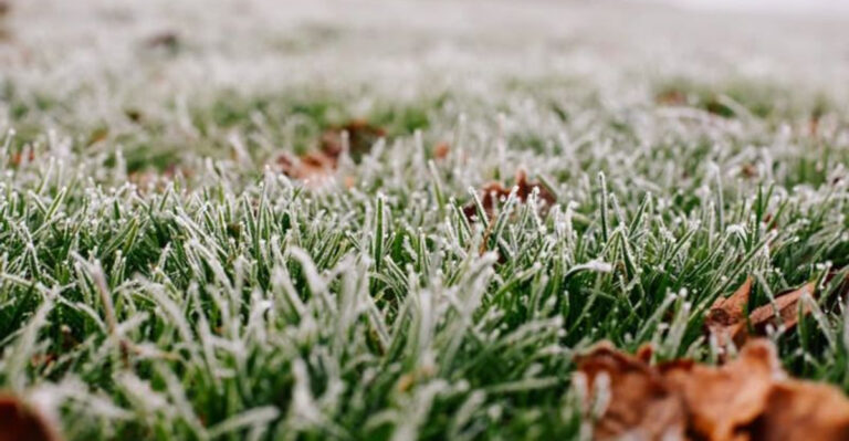 lawn in winter