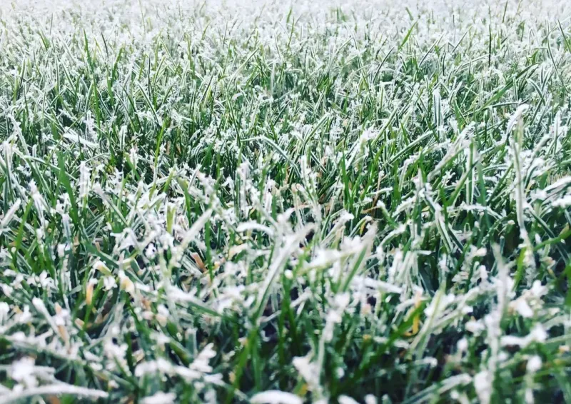 Snow Mold Prevention Matters More Than You Think