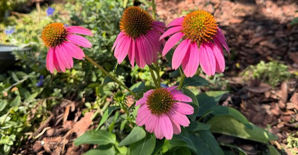 Coneflowers (featured image)