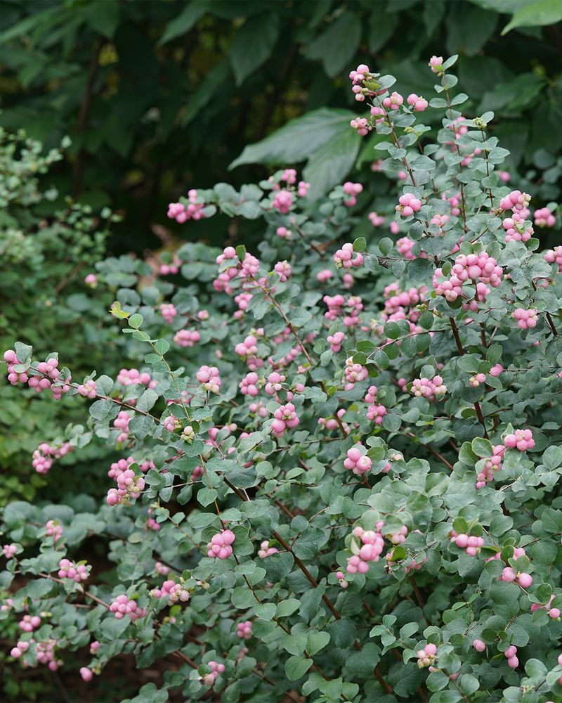 Why Cold Hardy Shrubs Handle Minnesota Winters Better Than Most People Think