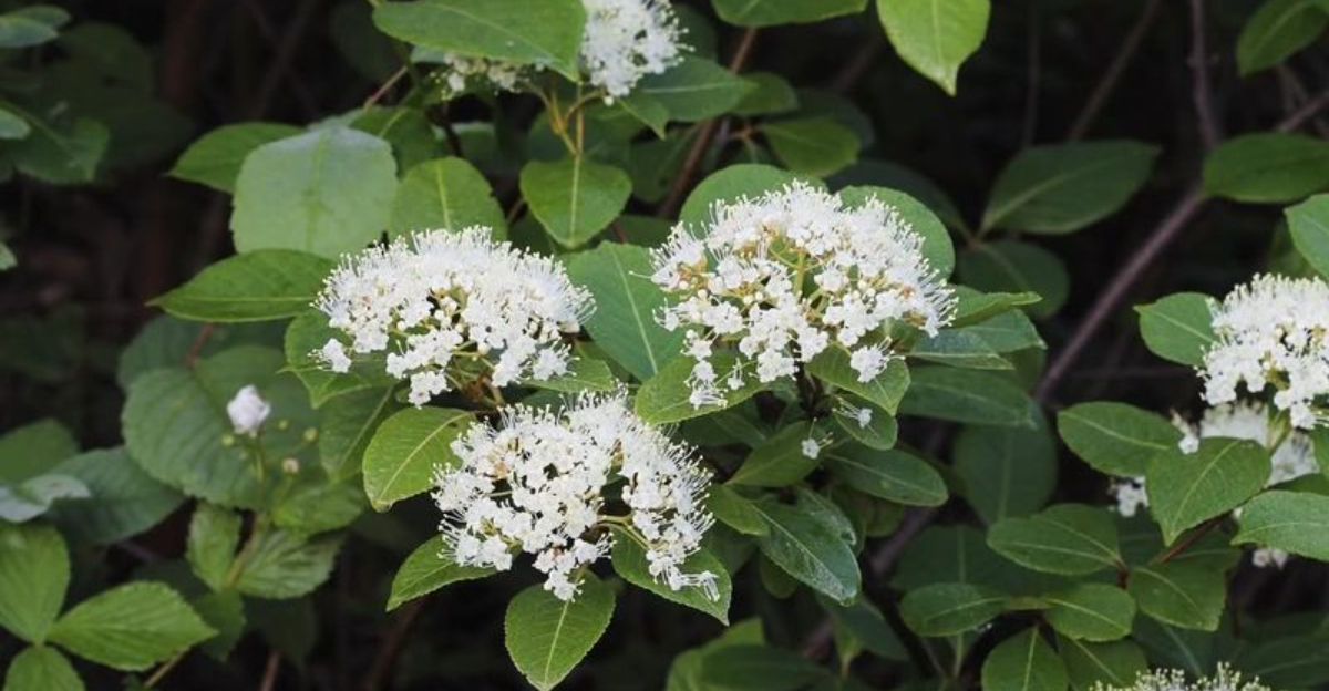 shrubs (featured image)