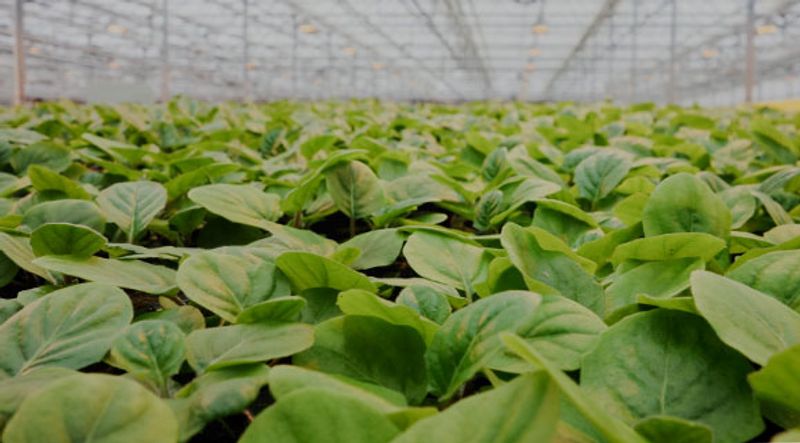 Wagners Greenhouses & Garden Center – Minneapolis