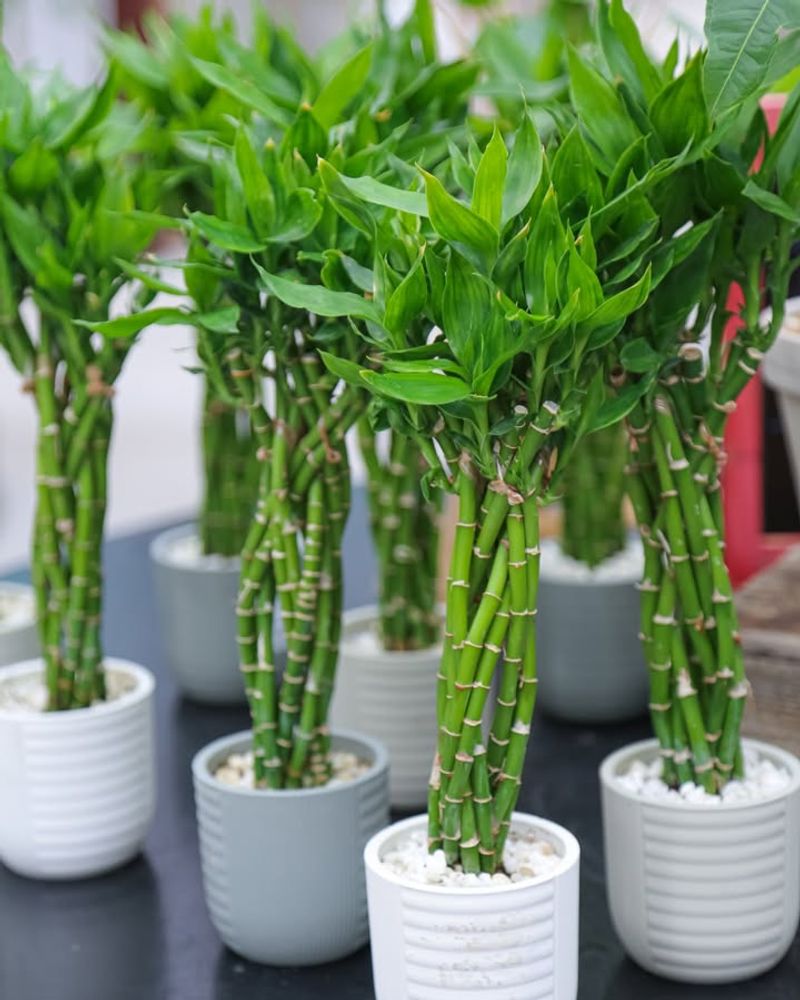 Bamboo (Running Types)