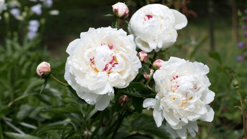 Gardenias Offer Rich Tropical Sweetness