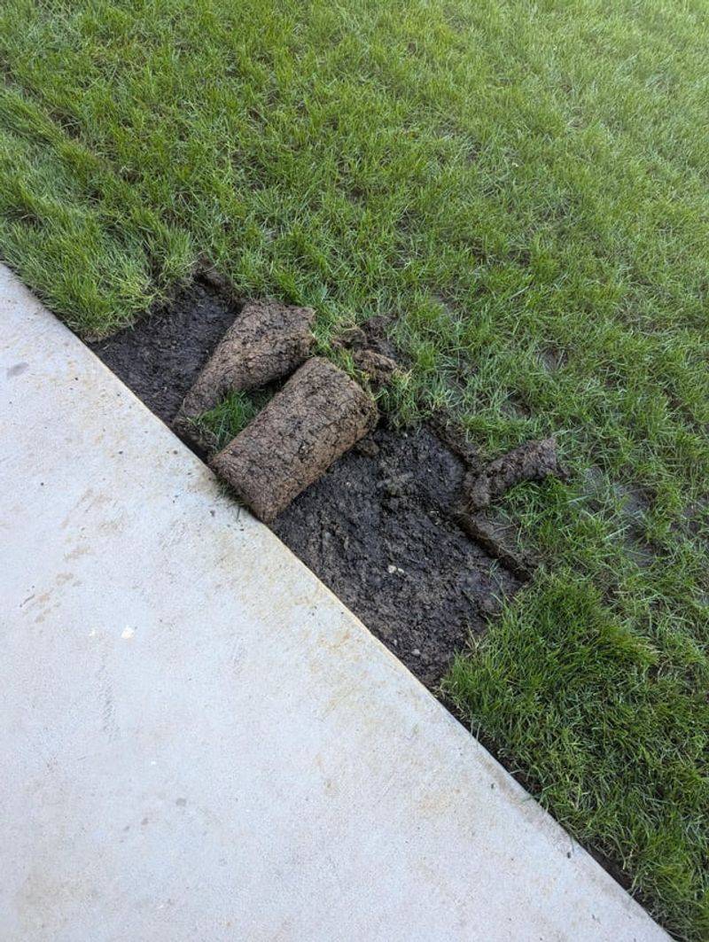 Rolled Or Matted Grass Patches