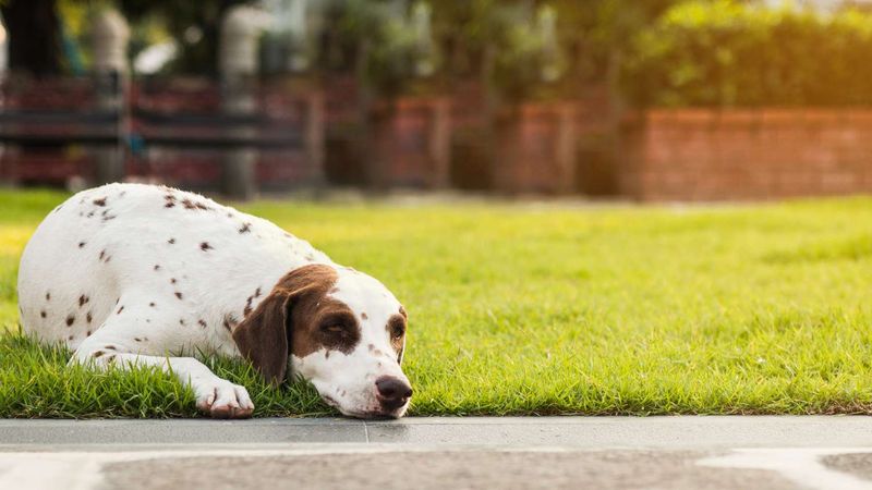 Nervous Behavior From Your Pets