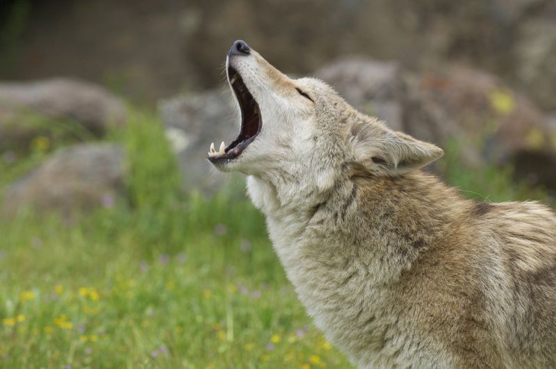 Unusual Nighttime Howling And Yipping