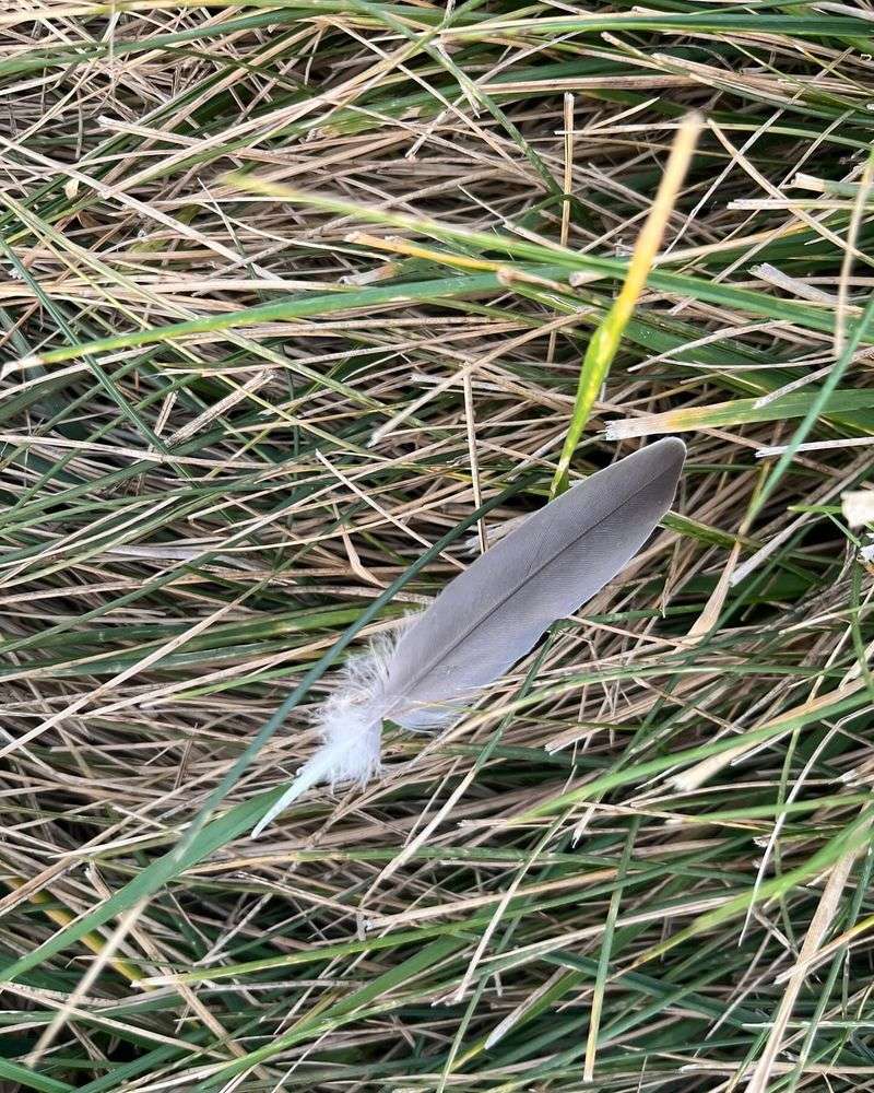 Scattered Feathers Or Fur In Your Yard