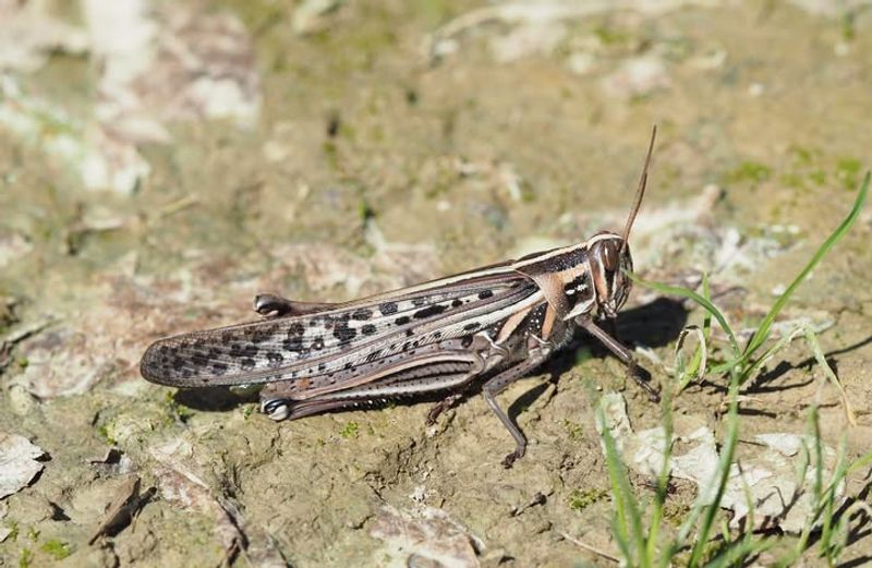 Evidence Of Insect Population Reduction