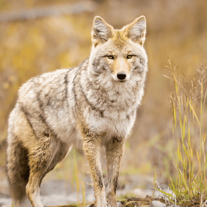 Mistake: Leaving Pets Unsupervised