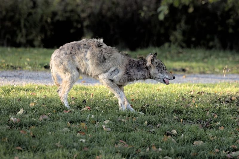 Mistake: Using Inappropriate Deterrents