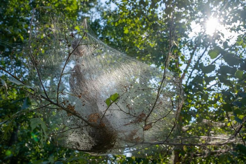 Tent Caterpillar Or Webworm Nest (Inactive Season)