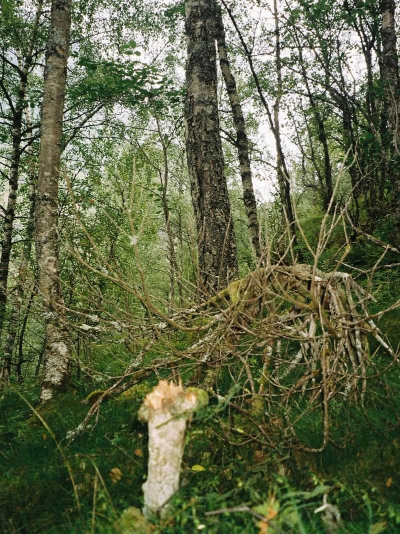 Broken Branch Tangle From Storm Damage