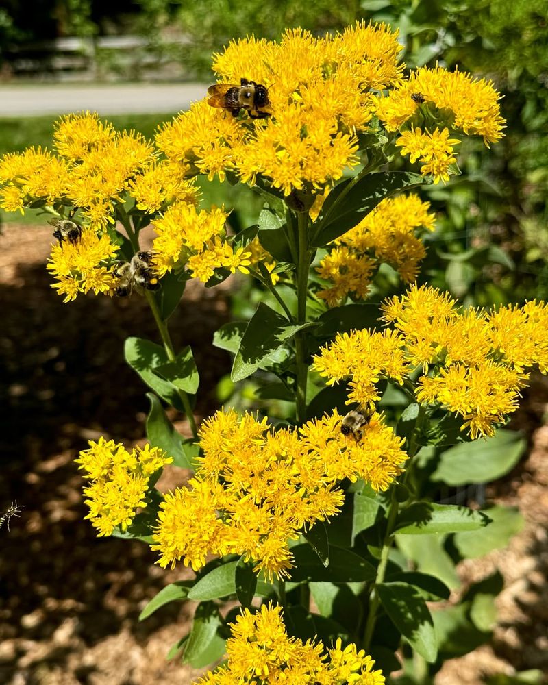 Low-Maintenance Native Perennial