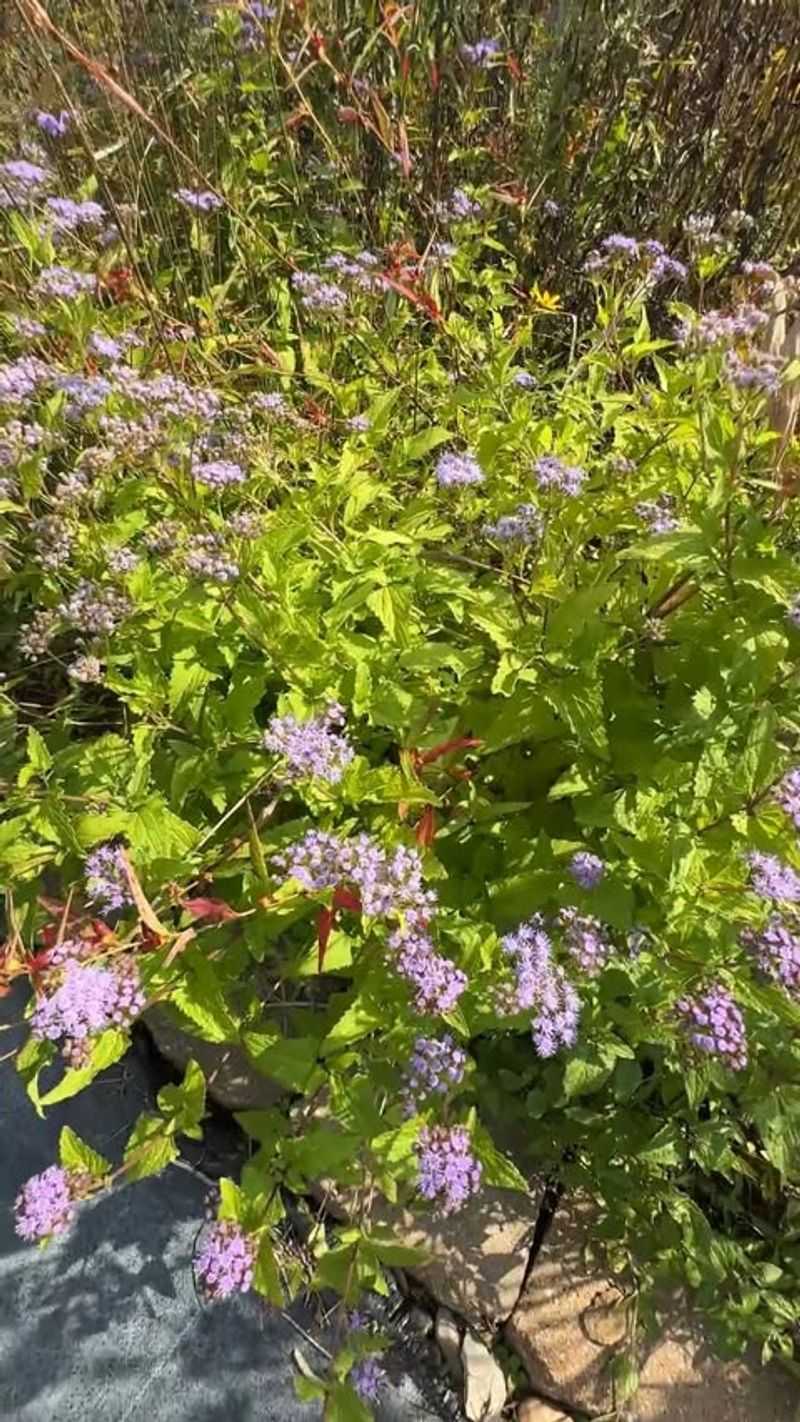 Water Gently Until Seedlings Establish Themselves