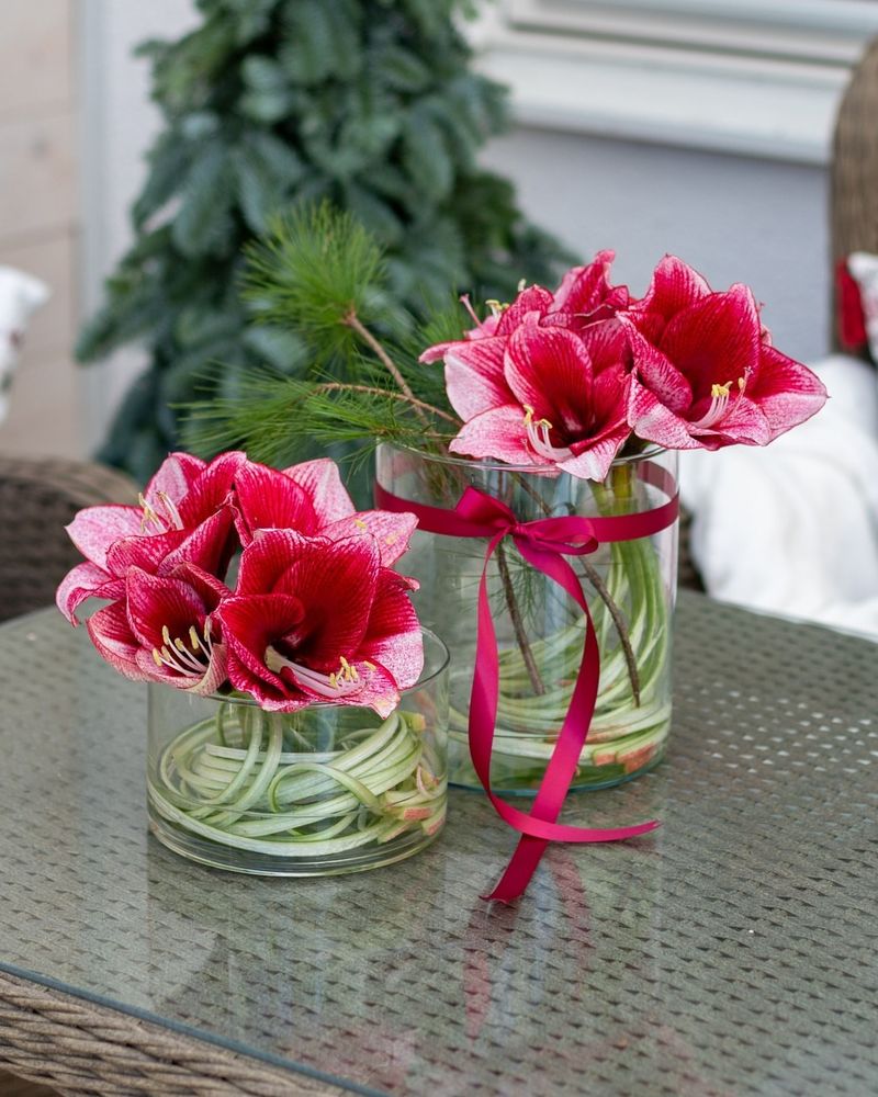 Amaryllis Bulb Displays