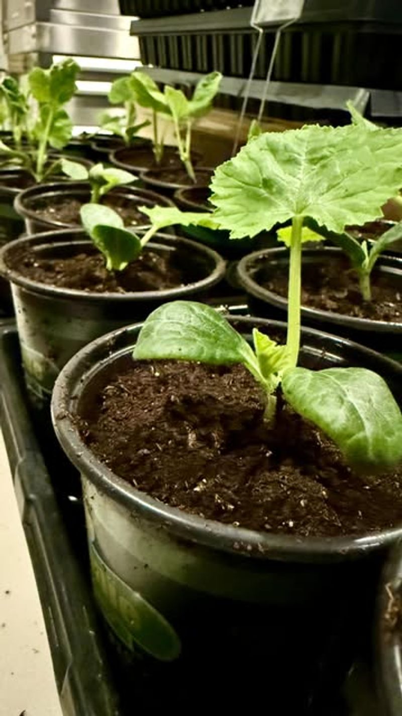 Transplanting Seedlings into Larger Containers