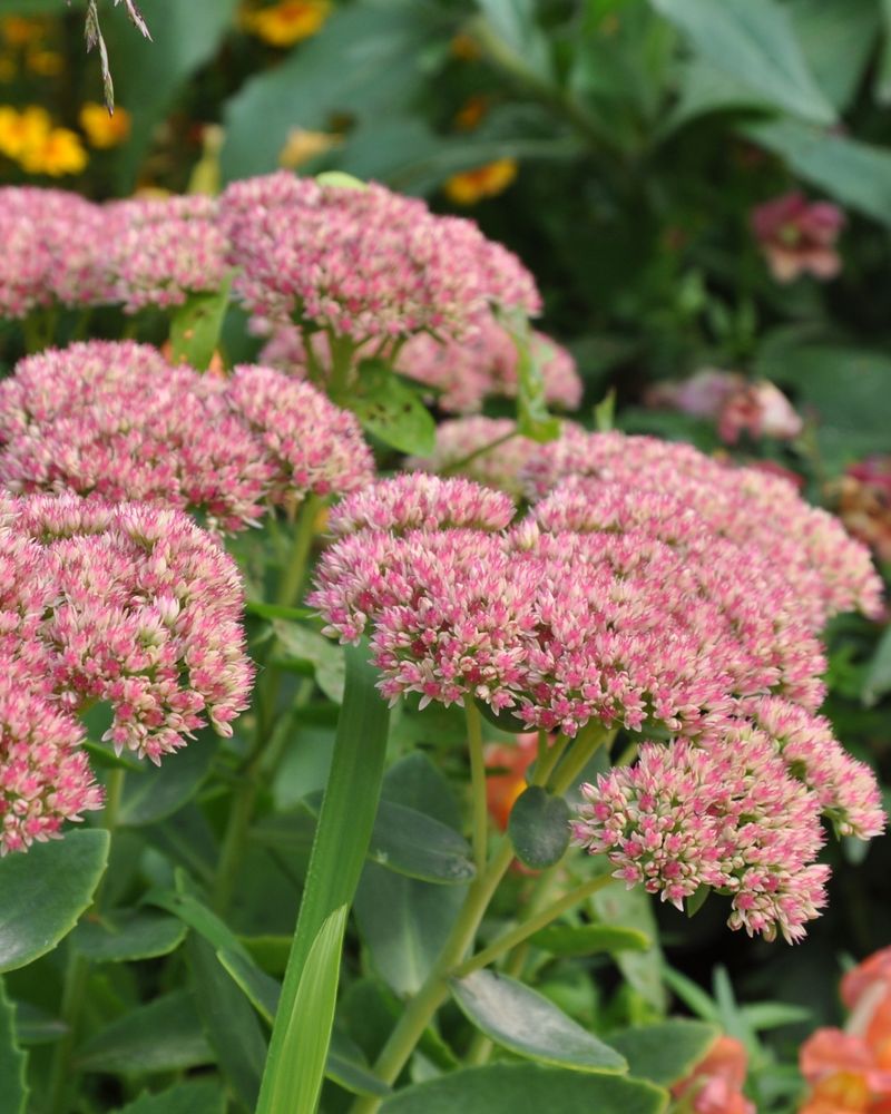 Low Care Pink Flowers For Busy Homeowners
